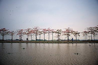 《宝可梦：朱＆紫》官方赠送浩大鲸宝可梦 纪念动画版开播